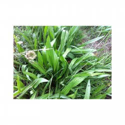 Plantain
