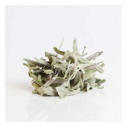 Sauge officinale