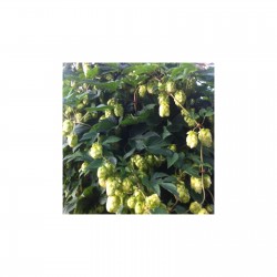 Houblon
