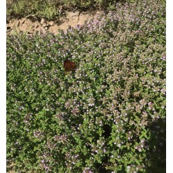 THYM extrait de plante fraiche