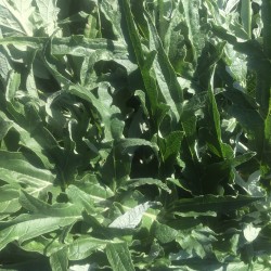 ARTICHAUT extrait plante...