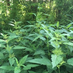 ORTIE extrait de plante...
