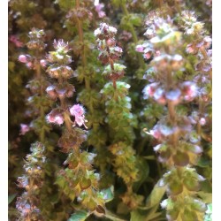 Basilic Sacré (Tulsi)