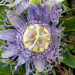 Synergie Passiflora extrait...