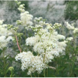 Synergie Spirea extrait de...