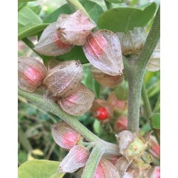 ASHWAGANDHA racines extrait...