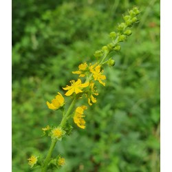 AIGREMOINE extrait de...