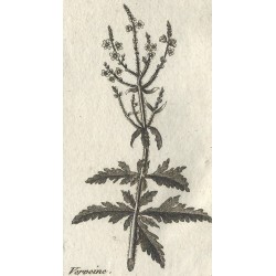 VERVEINE officinale extrait...