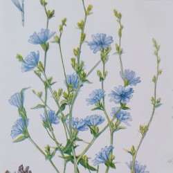 Chicorée