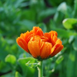 CALENDULA extrait de plante...