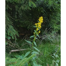 SOLIDAGE extrait de plante...