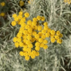 Hydrolat d'Hélichryse