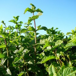 Hydrolat de Menthe Marocaine
