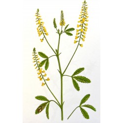 MELILOT extrait de plante...