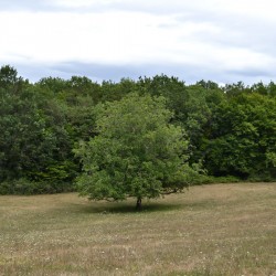 NOYER extrait de plante...
