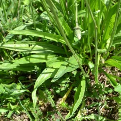 Synergie PLANTAGO extrait...