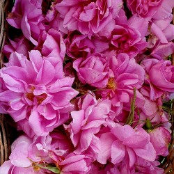 Rose de Damas