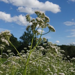 VALERIANE extrait de plante...