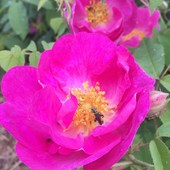 Si vous prévoyez après la pluie 🌧🙏de chiller tranquille dans une rose en boulottant  du pollen, gaffe aux bourdons: armure ou ceinture noir d’aïkido recommandée …🤕
Enfin on lui a laissé sa rose et quelques autres le temps qu’il ou elle se remette …Quelqu’un connaît le nom de ce petit coléoptère vert ?
#rosagallica #roseofficinale #lavieenrose #insecte #biodiversité #tisanebio #herboristerie #biodynamie